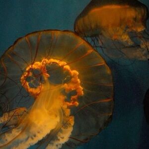 Meet your Posher, Paige